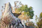 Afrikanischer Leopard