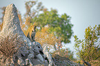 Afrikanischer Leopard