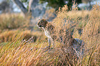 Afrikanischer Leopard