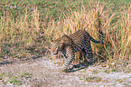 Afrikanischer Leopard