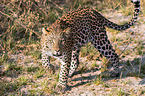 Afrikanischer Leopard