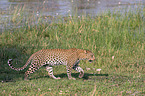 Afrikanischer Leopard