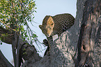 Afrikanischer Leopard