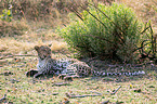 Afrikanischer Leopard