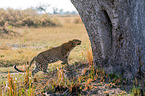 Afrikanischer Leopard