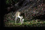 Afrikanischer Leopard