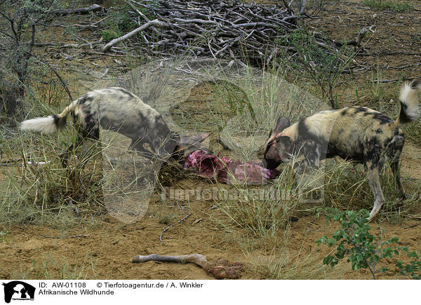 Afrikanische Wildhunde / African hunting dogs / AW-01108