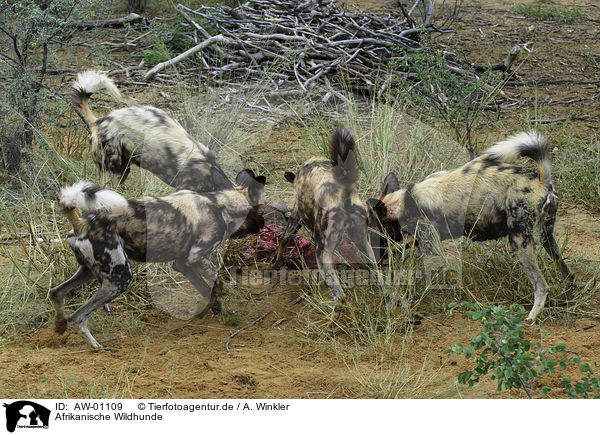 Afrikanische Wildhunde / AW-01109