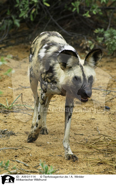 Afrikanischer Wildhund / AW-01114
