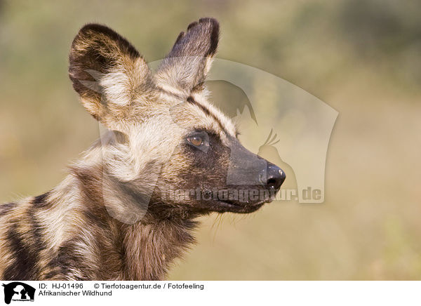 Afrikanischer Wildhund / HJ-01496