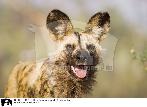 Afrikanischer Wildhund / African hunting dog / HJ-01498