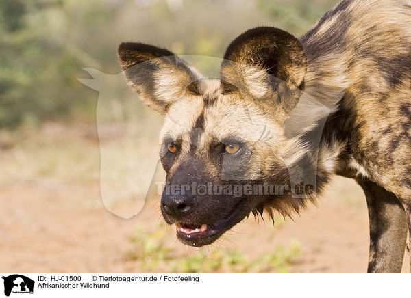Afrikanischer Wildhund / HJ-01500