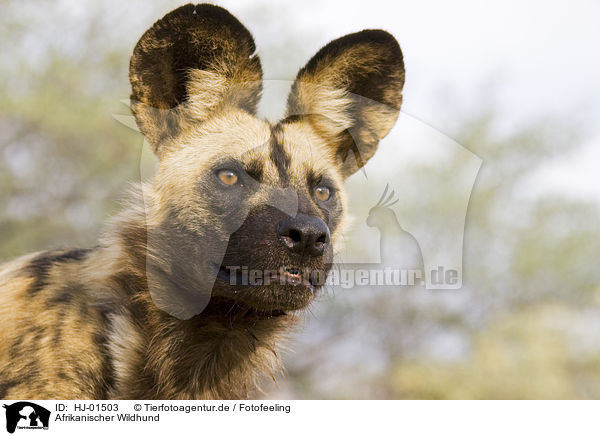 Afrikanischer Wildhund / HJ-01503