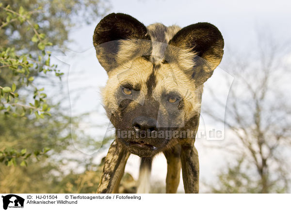 Afrikanischer Wildhund / HJ-01504