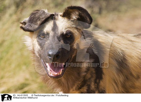 Afrikanischer Wildhund / HJ-01505