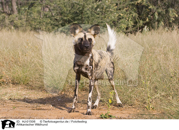 Afrikanischer Wildhund / HJ-01506