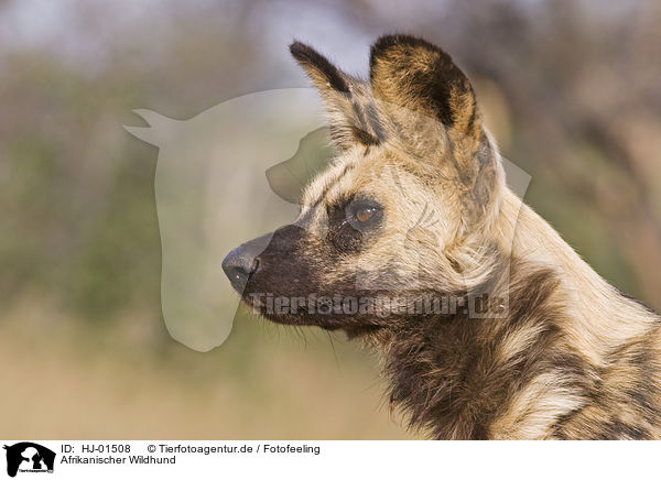 Afrikanischer Wildhund / HJ-01508