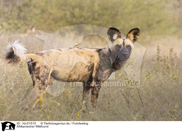 Afrikanischer Wildhund / HJ-01510