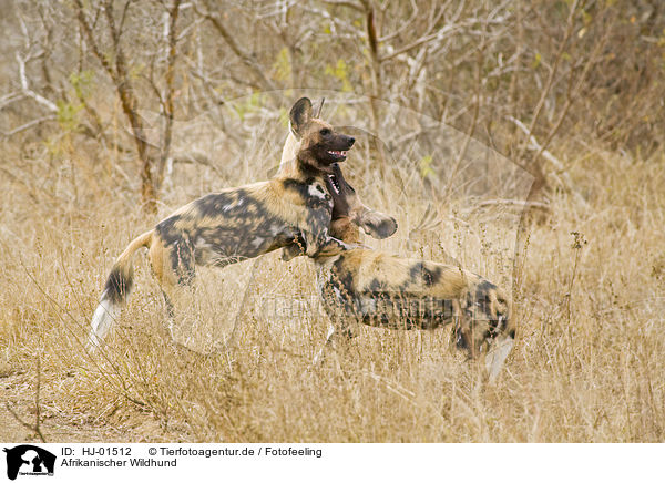 Afrikanischer Wildhund / HJ-01512