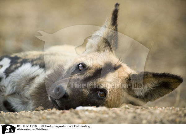 Afrikanischer Wildhund / HJ-01516
