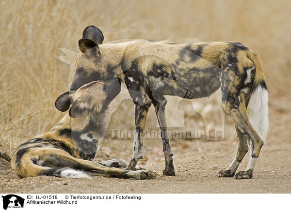 Afrikanischer Wildhund / HJ-01518