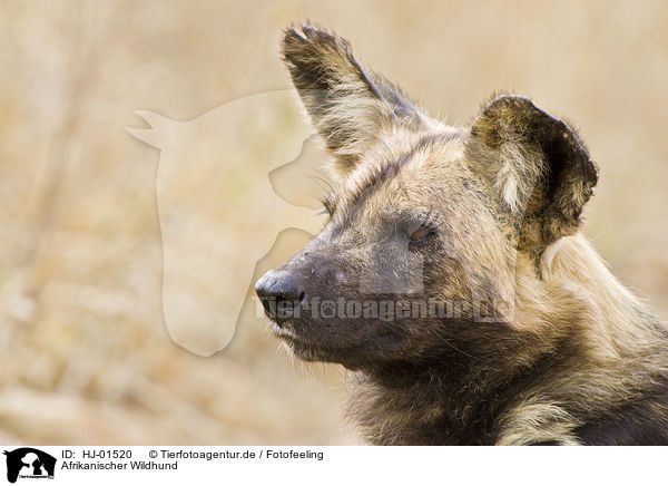 Afrikanischer Wildhund / HJ-01520