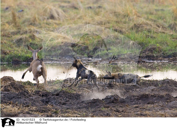 Afrikanischer Wildhund / African hunting dog / HJ-01523