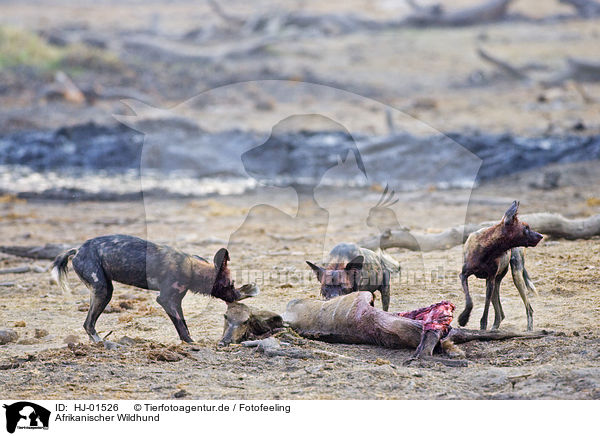 Afrikanischer Wildhund / African hunting dog / HJ-01526