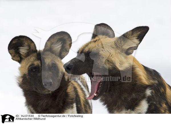 Afrikanischer Wildhund / HJ-01530