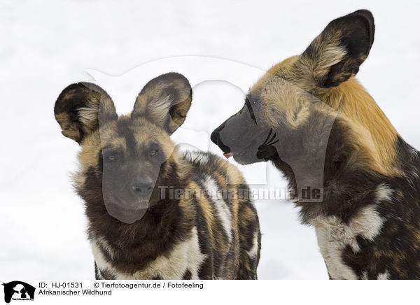 Afrikanischer Wildhund / African hunting dog / HJ-01531