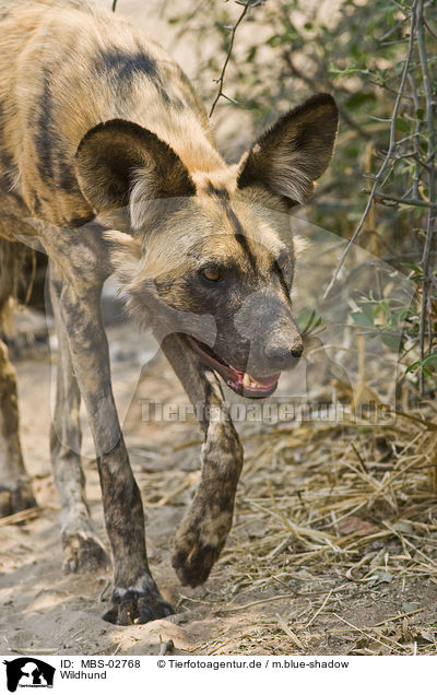 Wildhund / African hunting dog / MBS-02768