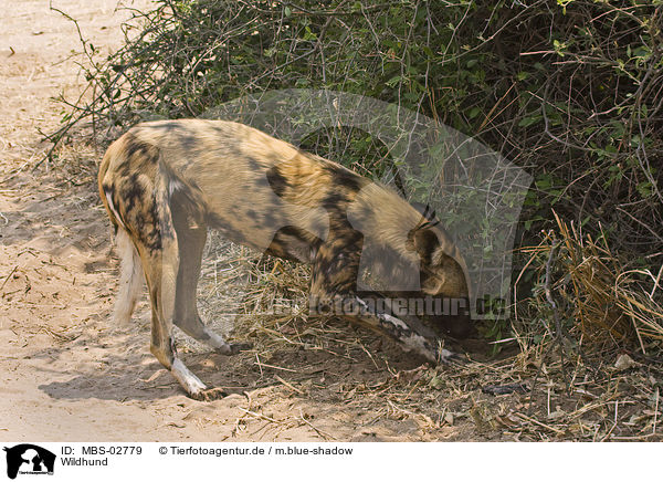 Wildhund / African hunting dog / MBS-02779