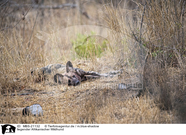 liegender Afrikanischer Wildhund / lying African Hunting Dog / MBS-21132