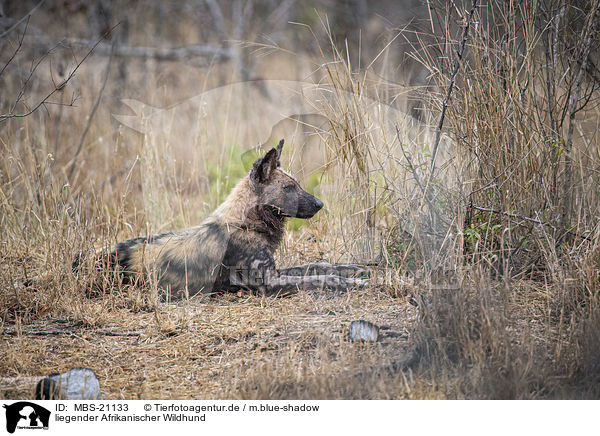 liegender Afrikanischer Wildhund / lying African Hunting Dog / MBS-21133