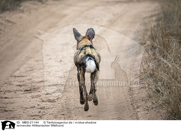rennender Afrikanischer Wildhund / running African Hunting Dog / MBS-21144