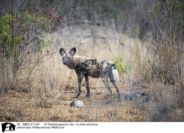 stehender Afrikanischer Wildhund / standing African Hunting Dog / MBS-21145
