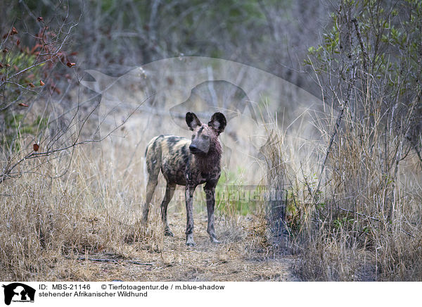 stehender Afrikanischer Wildhund / MBS-21146