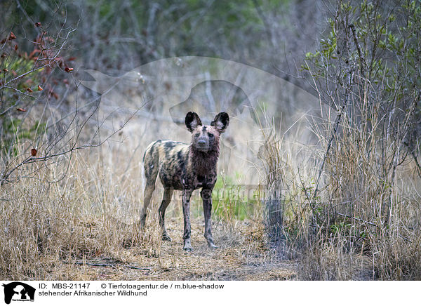 stehender Afrikanischer Wildhund / standing African Hunting Dog / MBS-21147