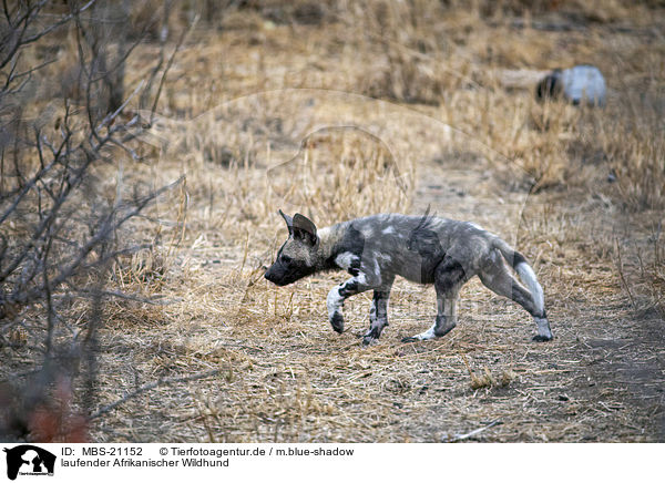 laufender Afrikanischer Wildhund / walking African Hunting Dog / MBS-21152