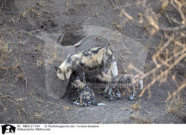 Afrikanische Wildhunde / African Hunting Dogs / MBS-21164