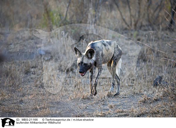 laufender Afrikanischer Wildhund / walking African Hunting Dog / MBS-21166