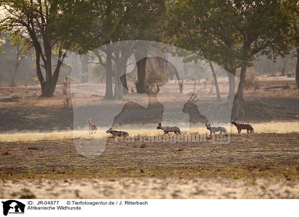 Afrikanische Wildhunde / African hunting dogs / JR-04877