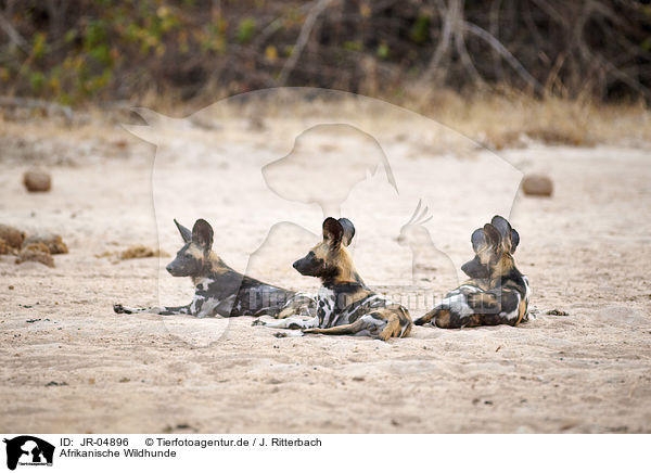 Afrikanische Wildhunde / JR-04896