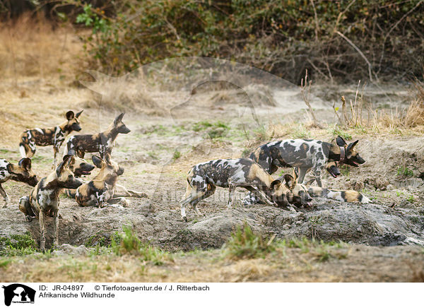 Afrikanische Wildhunde / African hunting dogs / JR-04897