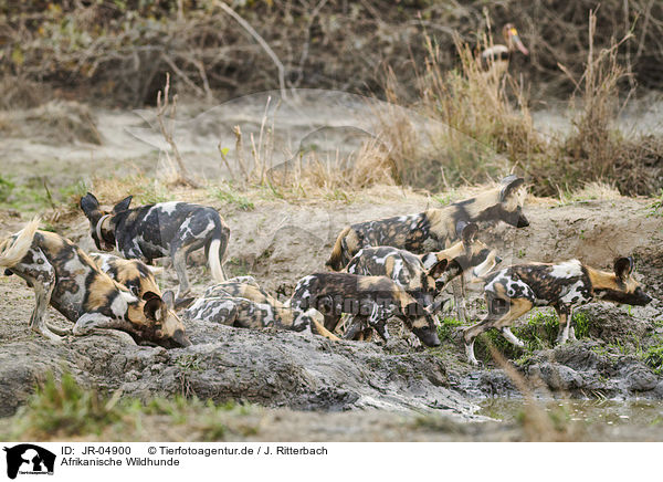 Afrikanische Wildhunde / JR-04900