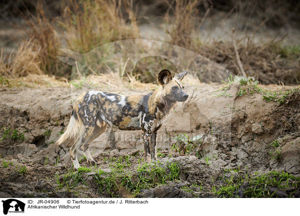 Afrikanischer Wildhund / African hunting dog / JR-04906