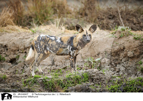 Afrikanischer Wildhund / JR-04907