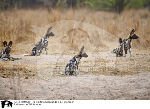 Afrikanische Wildhunde / JR-04908