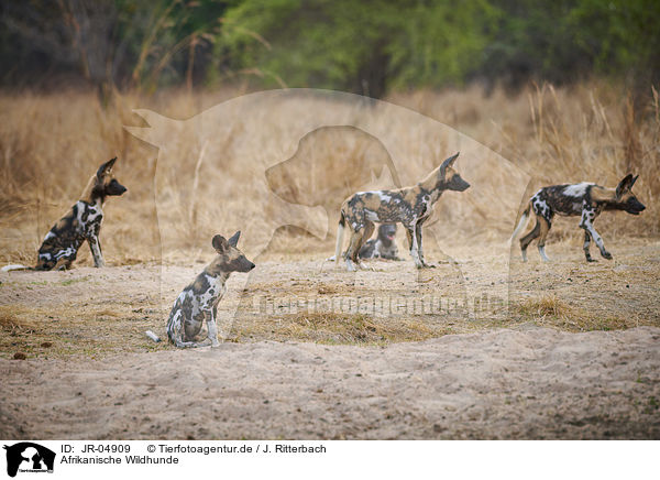Afrikanische Wildhunde / African hunting dogs / JR-04909