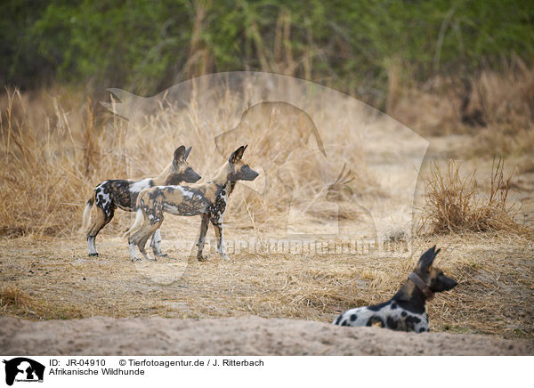 Afrikanische Wildhunde / JR-04910